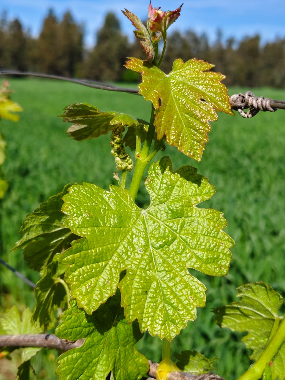 ENOTURISMO VILLA ALEGRE - Imagen 9