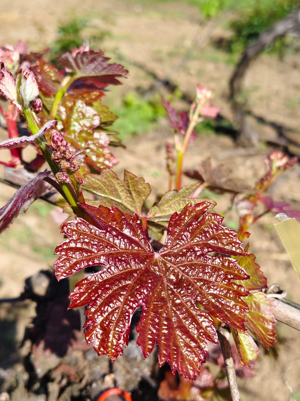 ENOTURISMO VILLA ALEGRE - Imagen 4