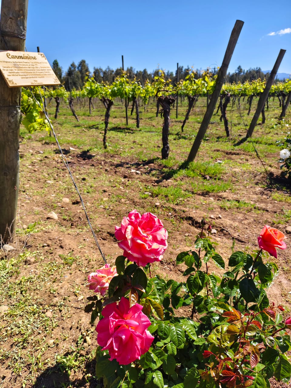 ENOTURISMO VILLA ALEGRE - Imagen 7